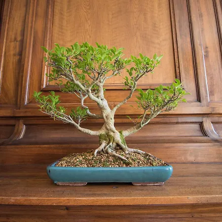 Des Quinconces Centre 5*